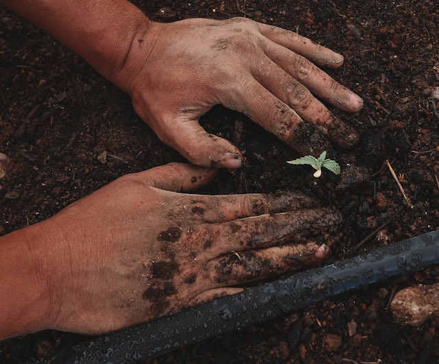 A picture of a person plating a small plant with his own hands